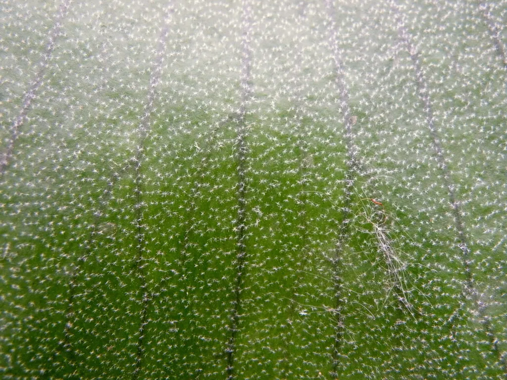 Platycerium bifurcatum – in a garden setting, plant photo