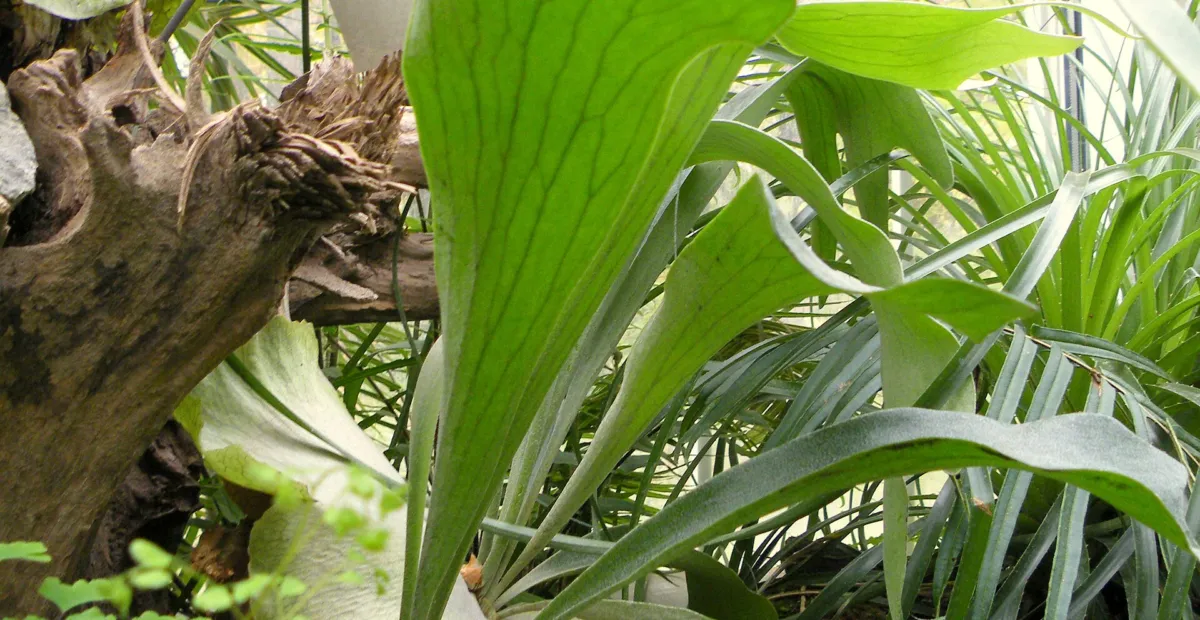 Elkhorn Fern (Platycerium bifurcatum) – plant photo