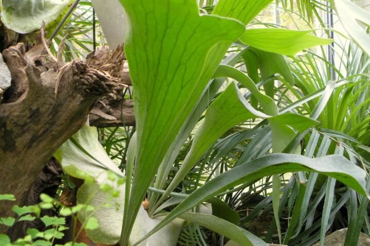 Platycerium bifurcatum