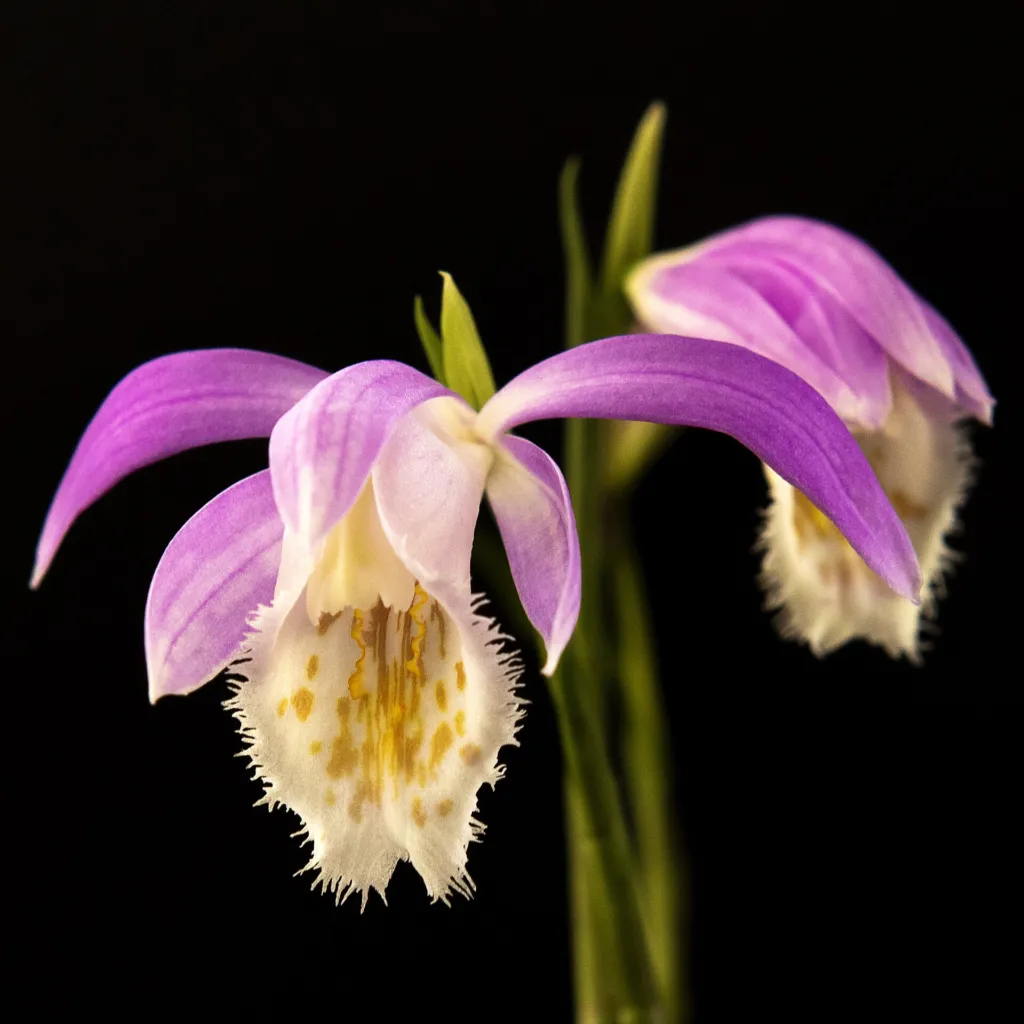 Tibetorchidee (Pleione formosana) – Blüten in Nahaufnahme, Pflanzenfoto