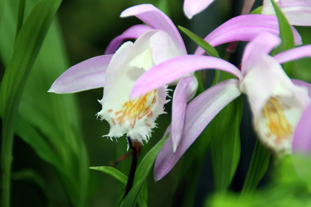 Tibetorchidee (Pleione formosana) – typisches Erscheinungsbild, Pflanzenfoto