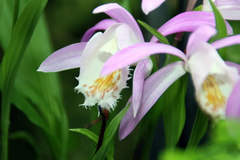 Windowsill Orchid (Pleione formosana) – characteristic appearance, plant photo