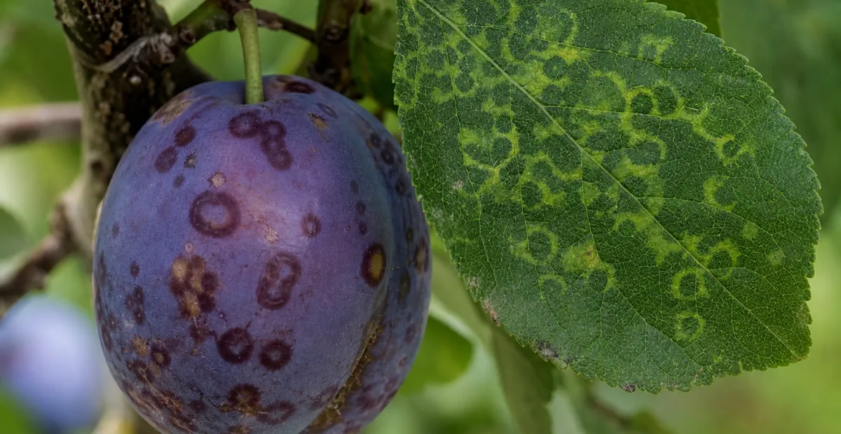 Plum pox (Sharka)