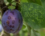 Plum pox (Sharka)