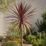 Pocahontas (Cordyline australis ‘Pocahontas’) (Cordyline australis 'Pocahontas')