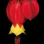 podslnečník brazílsky (Callianthe megapotamica) – fotografia rastliny