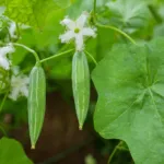 Pointed Gourd (Trichosanthes dioica) – plant photo