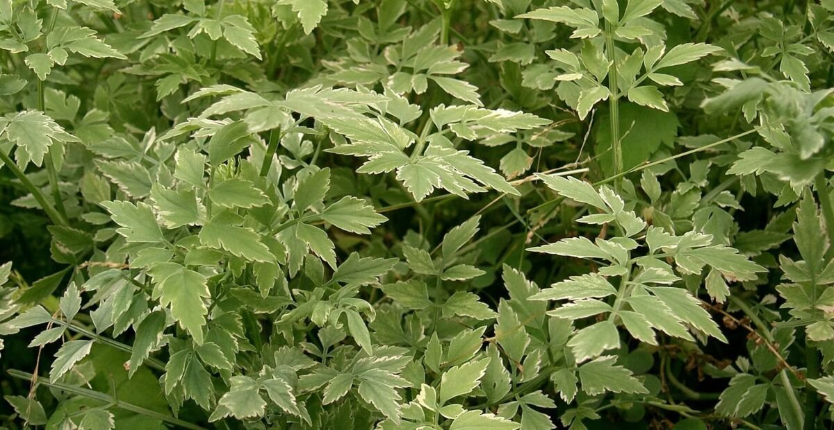 Pokok Selom (Oenanthe javanica) – Pflanzenfoto
