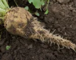 Polymyxa betae — Vector of Beet Rhizomania