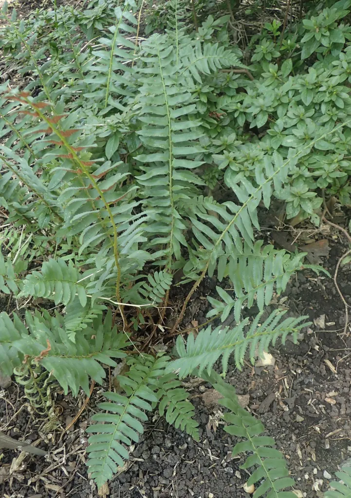 Polystichum acrostichoides – in a garden setting, plant photo