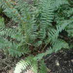 Polystichum acrostichoides care guide (Polystichum acrostichoides) – plant photo