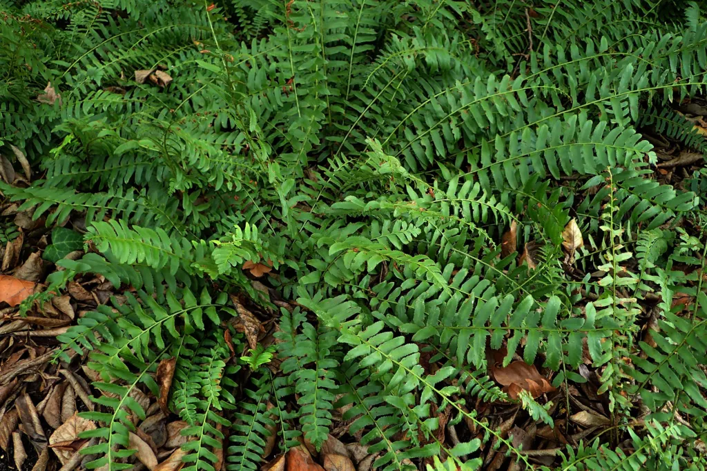 Polystichum acrostichoides – in a garden setting, plant photo