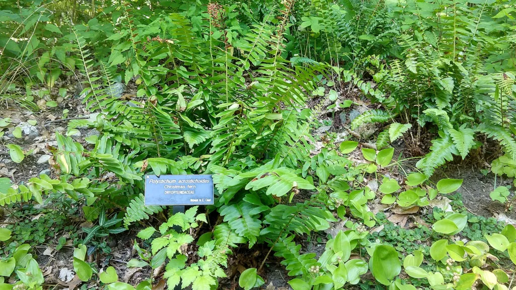 Polystichum acrostichoides – in a garden setting, plant photo