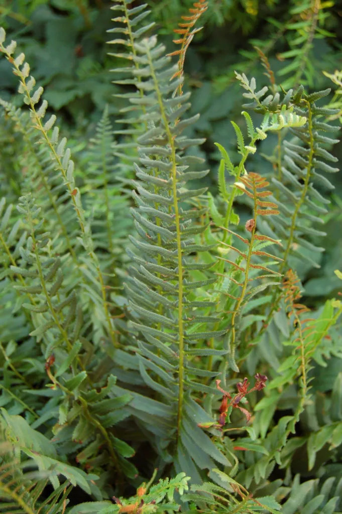 Polystichum acrostichoides – characteristic appearance, plant photo