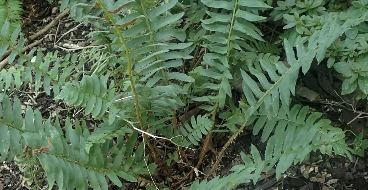 Polystichum acrostichoides – fotografia rastliny