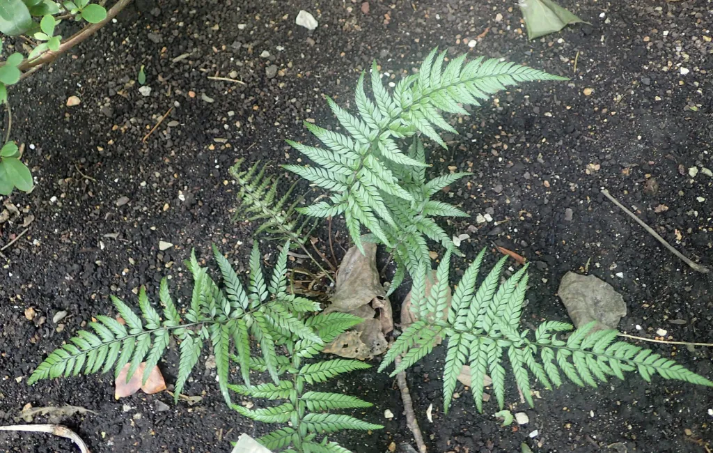Polystichum luctuosum – in a garden setting, plant photo