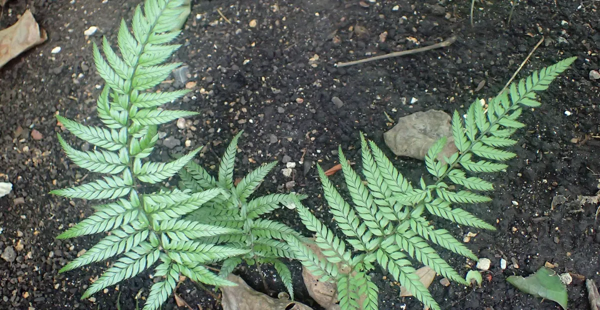 Polystichum luctuosum – plant photo