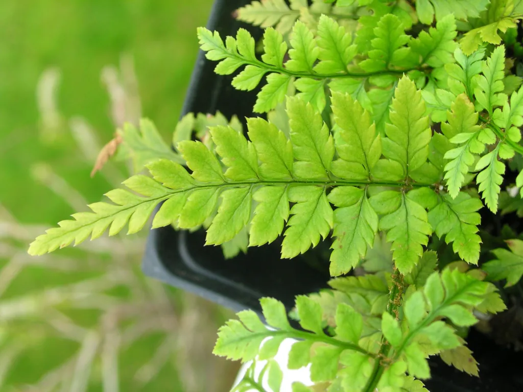 Polystichum luctuosum – leaves and shoots, plant photo