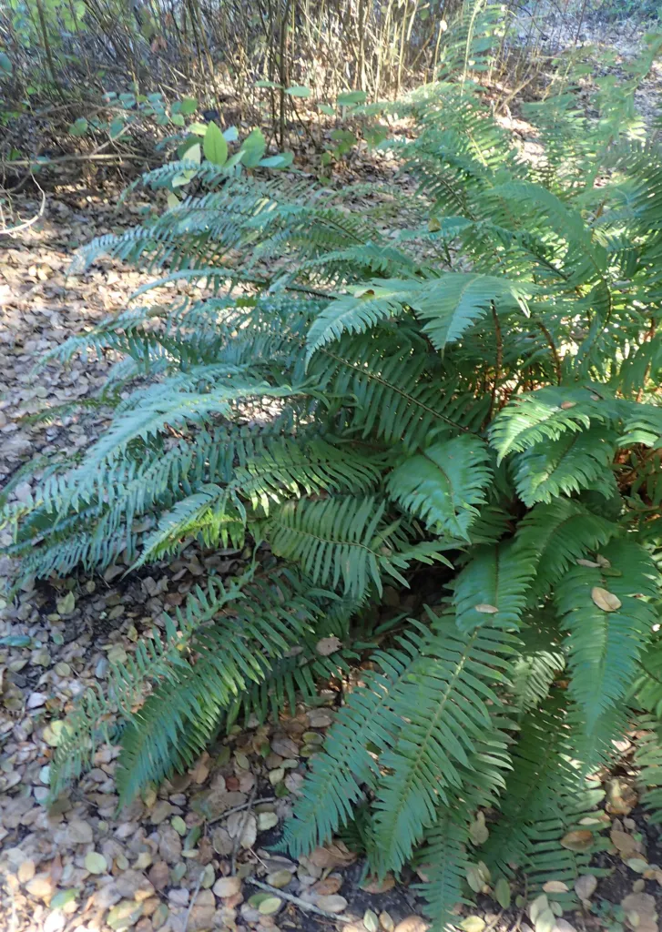 Polystichum munitum – in a garden setting, plant photo