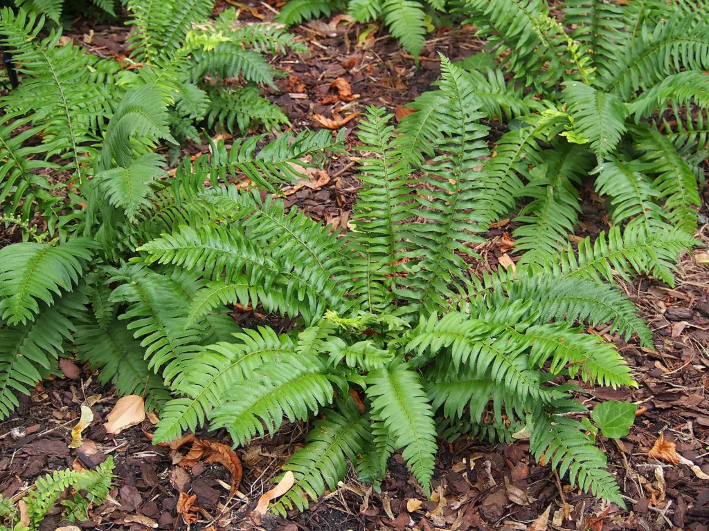 Polystichum munitum – in a garden setting, plant photo
