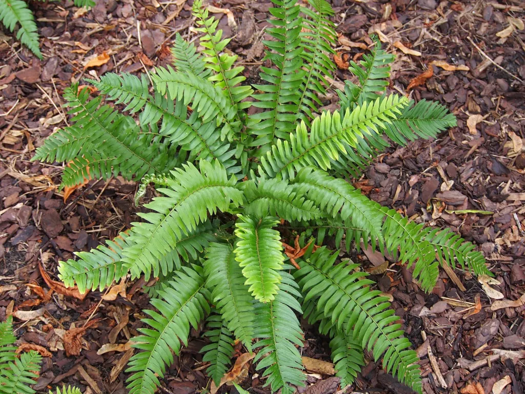 Polystichum munitum – in a garden setting, plant photo