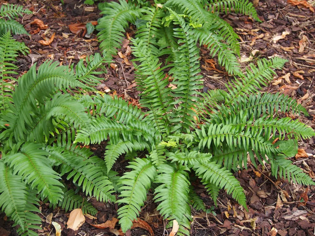 Polystichum munitum – in a garden setting, plant photo
