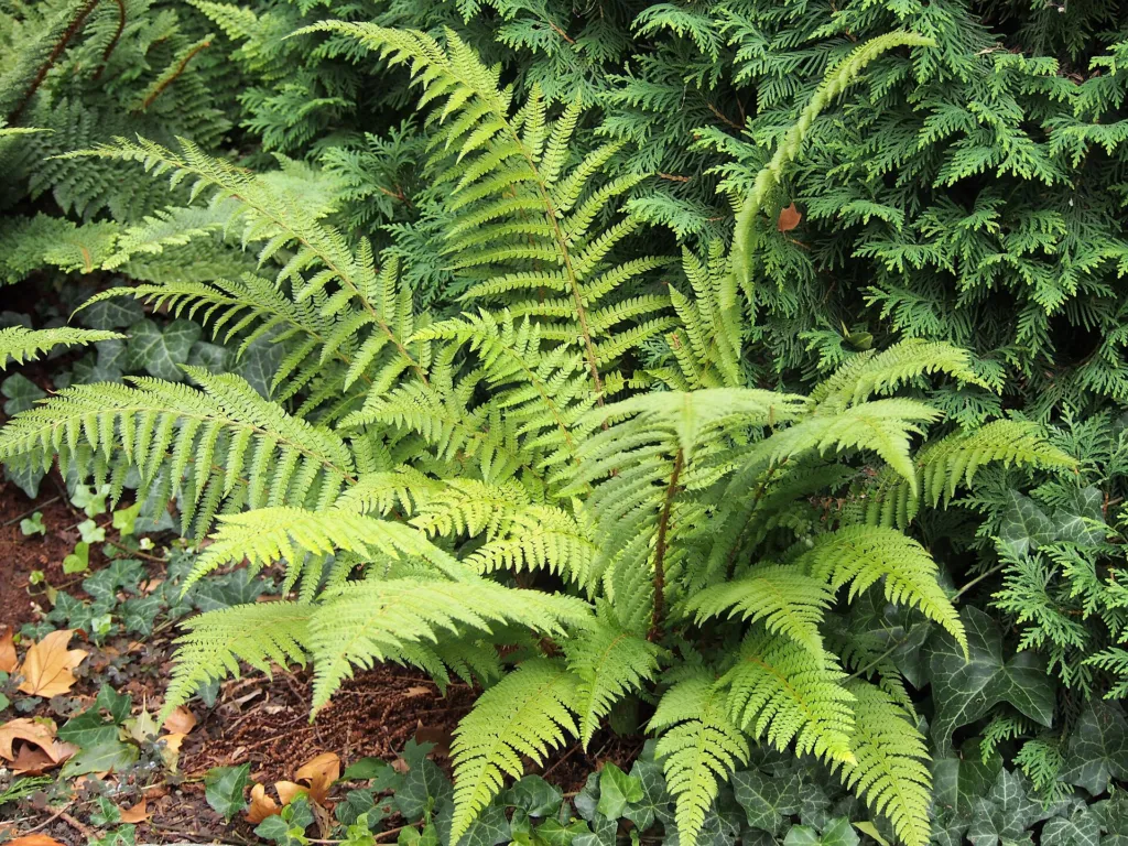 paprotnik szczecinkozębny (Polystichum setiferum) – in a garden setting, plant photo