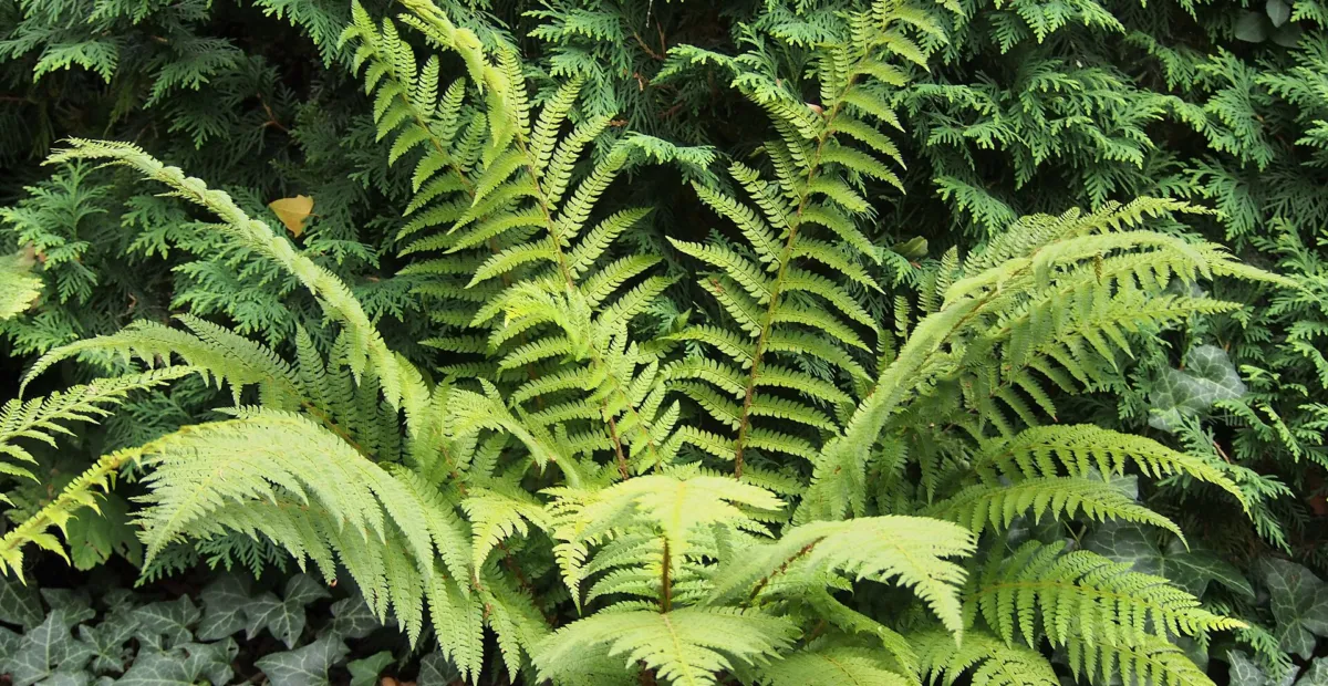 soft shield fern (Polystichum setiferum) – plant photo