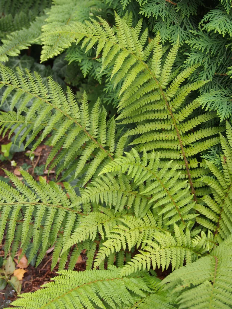 paprotnik szczecinkozębny (Polystichum setiferum) – in a garden setting, plant photo