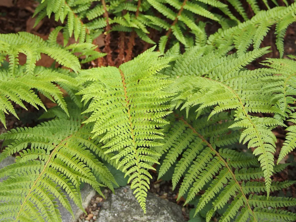 paprotnik szczecinkozębny (Polystichum setiferum) – in a garden setting, plant photo