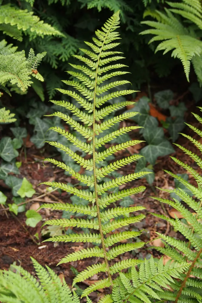 paprotnik szczecinkozębny (Polystichum setiferum) – in a garden setting, plant photo