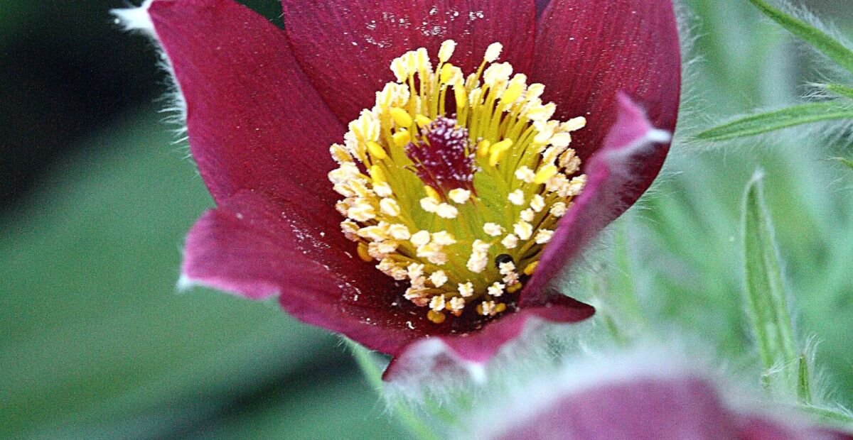 poniklec (Pulsatilla) – fotografia rastliny