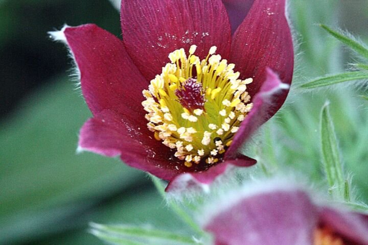 Pulsatilla