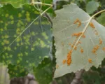Poplar Leaf Rust