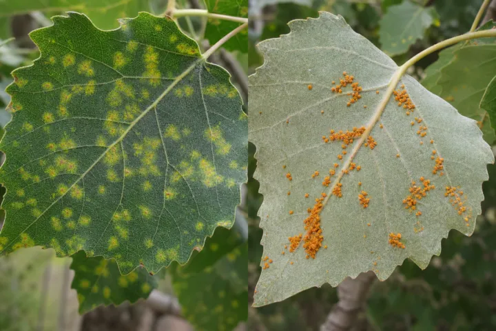 Poplar Leaf Rust