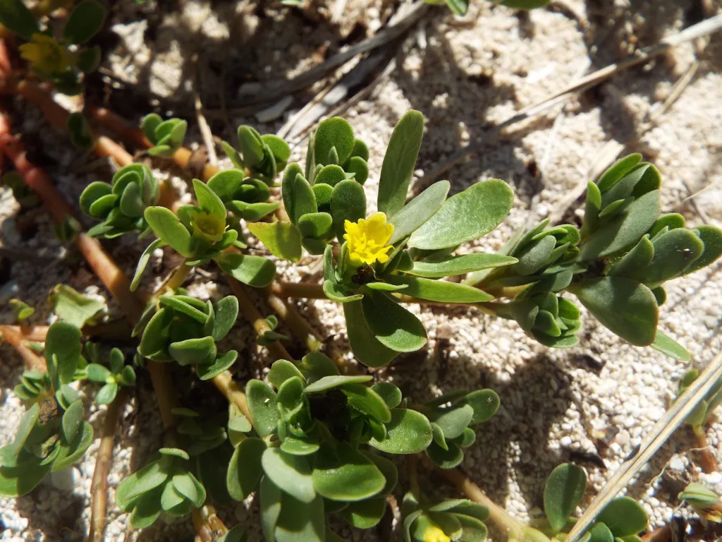 portulaka zeleninová (Portulaca oleracea) – kvety zblízka, fotografia rastliny