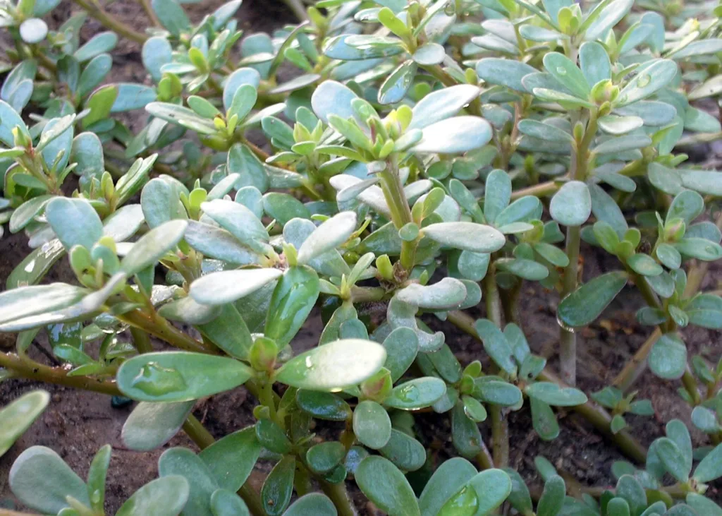 portulaka zeleninová (Portulaca oleracea) – kvety zblízka, fotografia rastliny