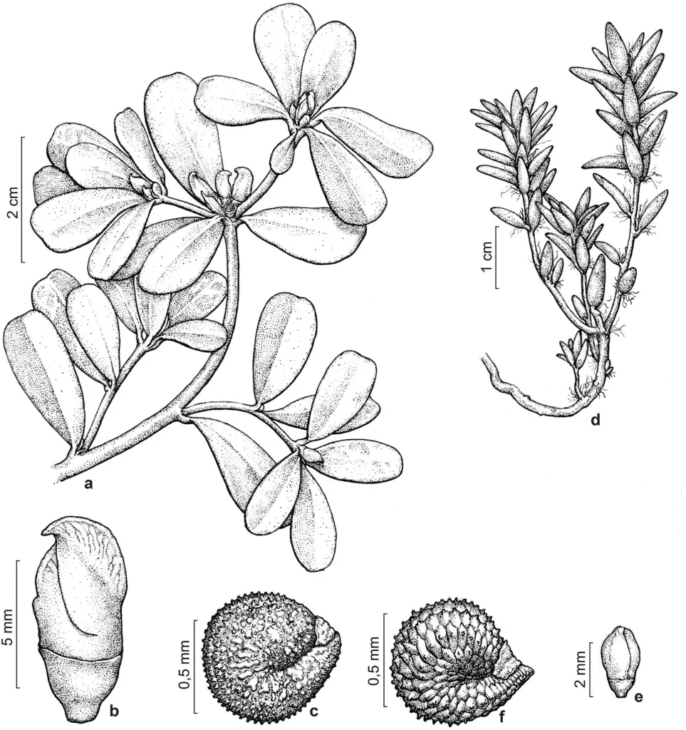 portulaka zeleninová (Portulaca oleracea) – kvety zblízka, fotografia rastliny