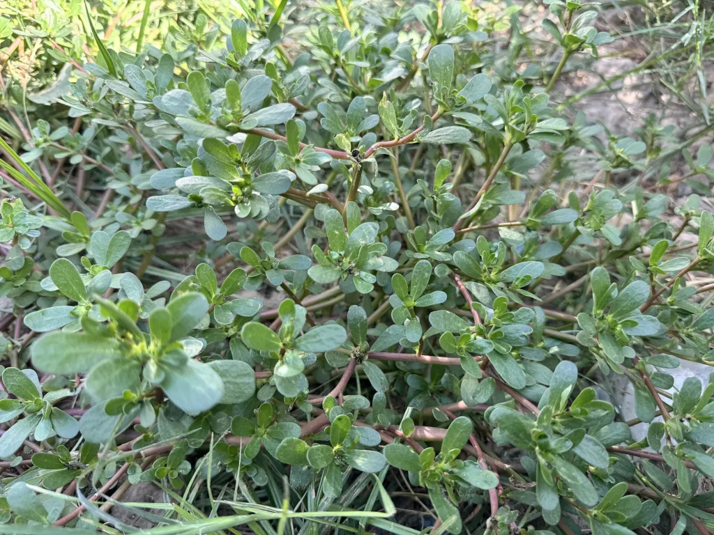 portulaka zeleninová (Portulaca oleracea) – typický vzhľad, fotografia rastliny