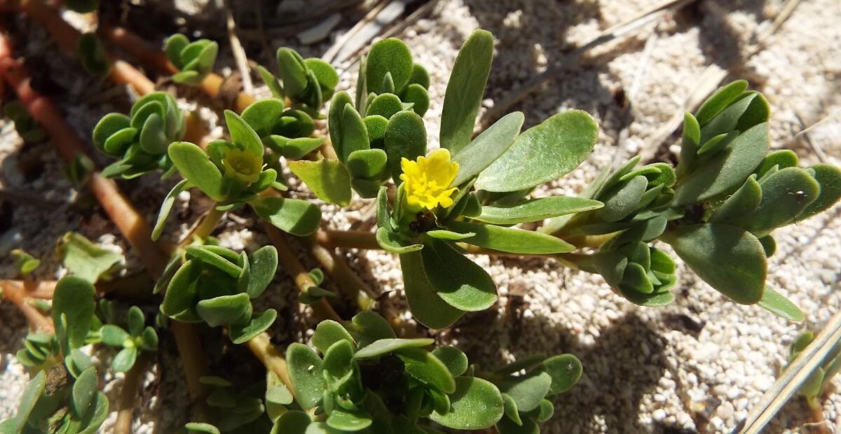 portulaka zeleninová (Portulaca oleracea) – fotografia rastliny