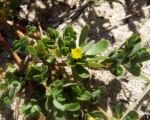 Portulaka zeleninová (Portulaca oleracea) – pestovanie a starostlivosť