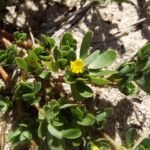 portulaka zeleninová (Portulaca oleracea) – fotografia rastliny