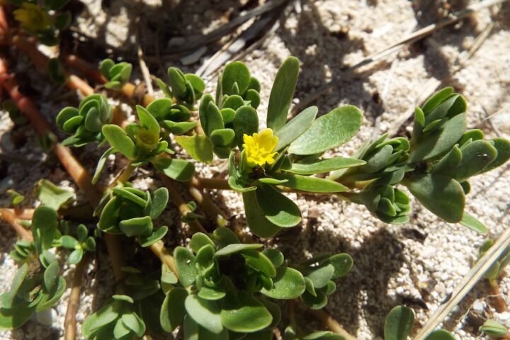 Portulaca oleracea