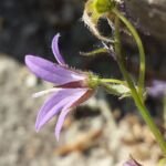 Poscharsky-Glockenblume (Campanula poscharskyana) – Pflanzenfoto