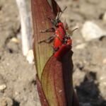 Poskrzypka liliowa