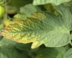 Potassium deficiency