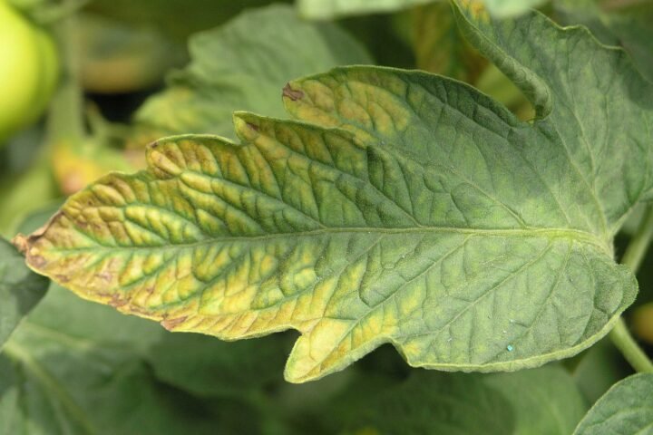 Potassium deficiency