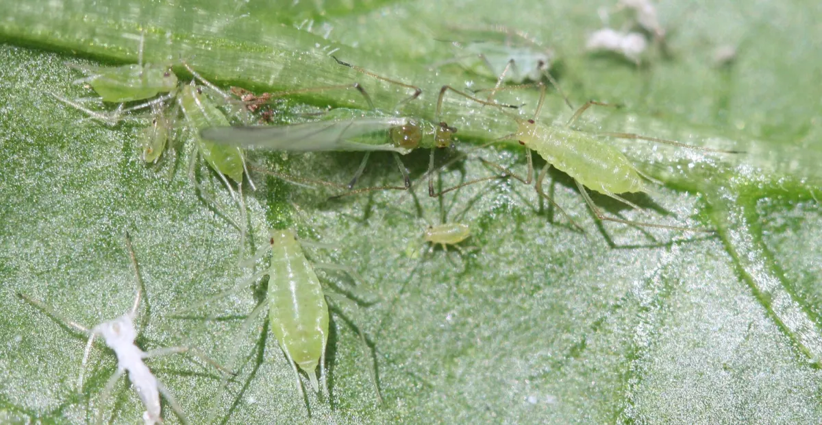 Potato aphid
