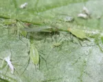 Potato aphid