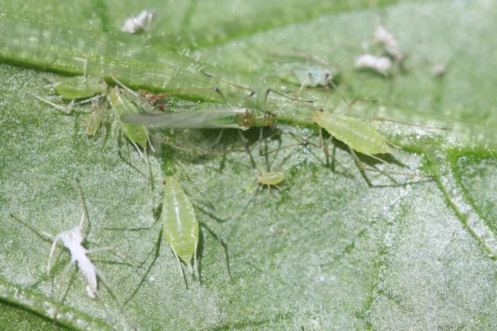 Potato aphid